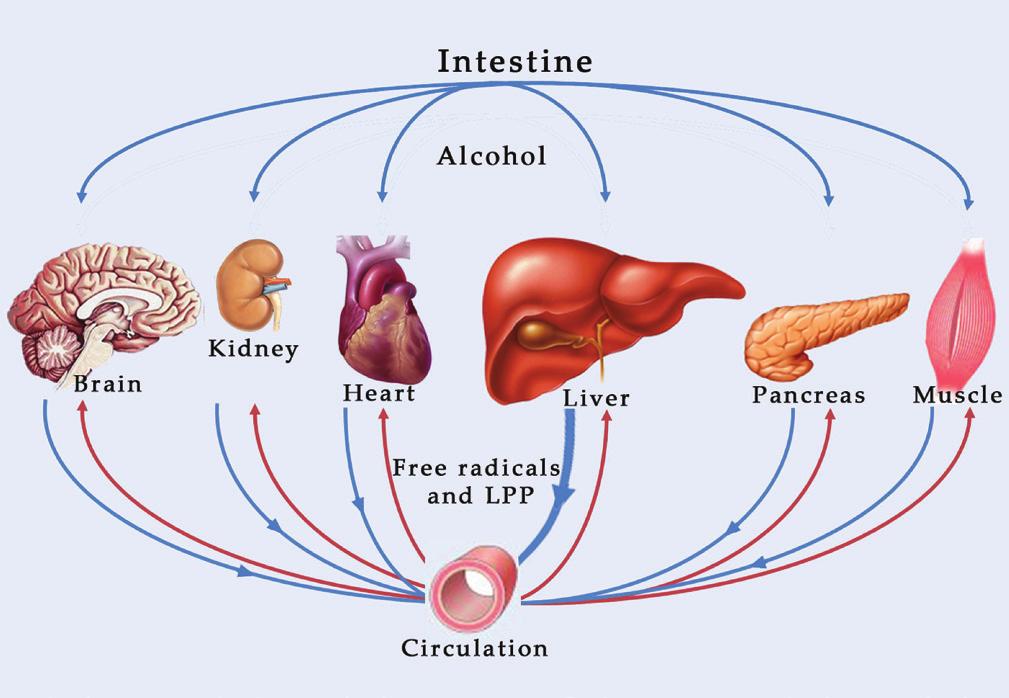 in the formation of FAEE in the pancreas appears to be another major cause of pancreatitis.