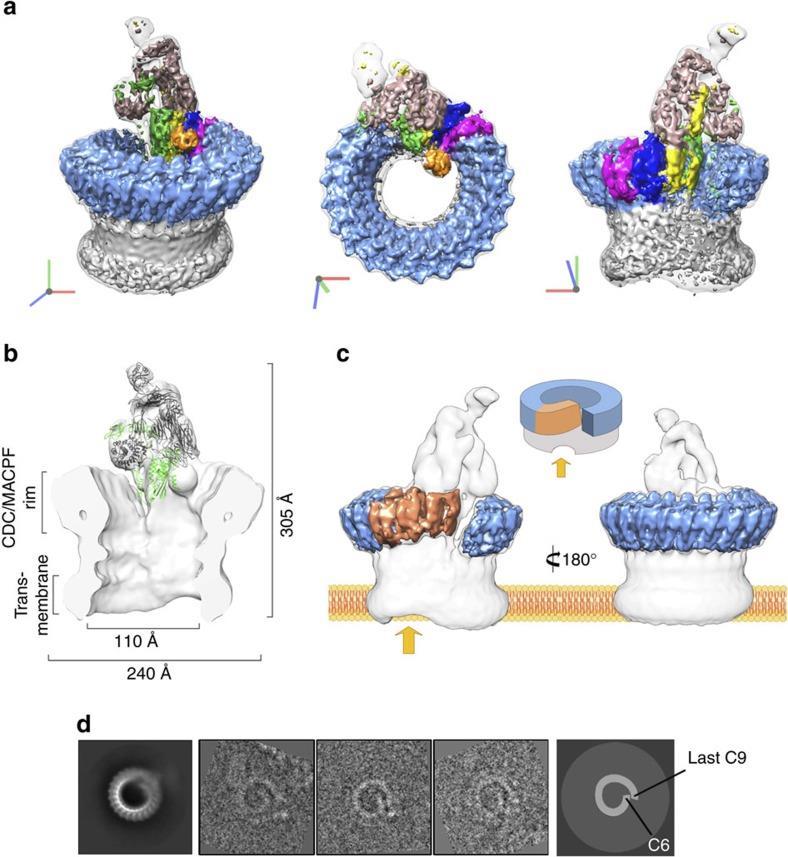 Serna M et al., Nat Commun. 2016 Feb 4;7:10587.