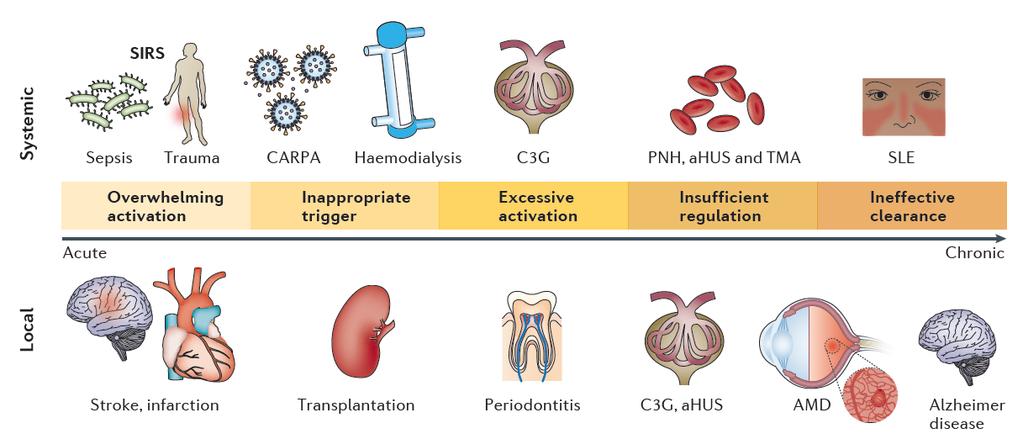 A komplementrendszer és betegségek ahus: atypical haemolytic uraemic syndrome AMD: age-related macular degeneration C3G: C3 glomerulopathy CARPA: complement activation-related pseudo allergy PNH: