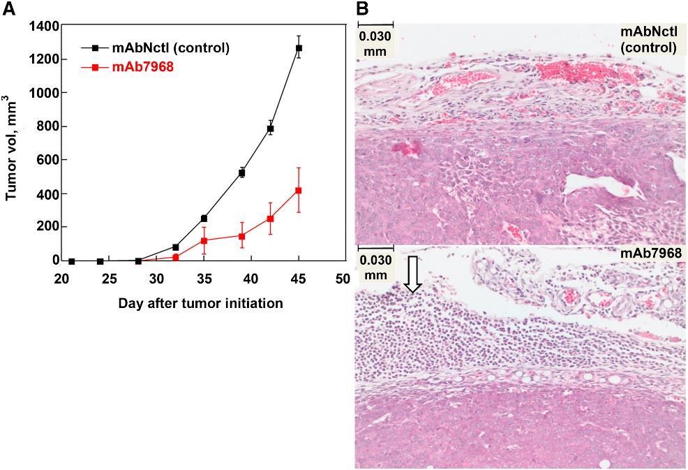 H-faktor elleni autoantitestek és tüdőrák Amornsiripanitch et al. (2010) Complement factor H autoantibodies are associated with early stage NSCLC. Clin. Cancer Res. 16, 3226 3231. Campa et al. (2015).