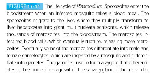 Malária (Plasmodium spp.) 2012-ben kb.