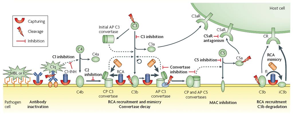 Patogének menekülése a komplement elől ellenanyag depléció (e.g. protein A) direkt komplement gátlás (C3 konvertáz, C5 konvertáz, C5aR) komplementregulátorok rekrutálása (pl.