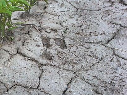 Mit érdemes még tudni? 2015. kárenyhítési évtől már az üvegházi és fóliás termesztéssel foglalkozó mezőgazdasági termelők is tagjai lehetnek az agrárkár-enyhítési rendszernek, 2016.