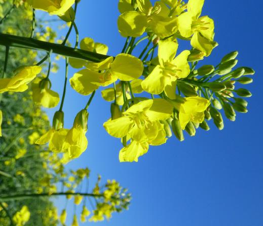 Gyors a kezdeti fejlődése és kiváló a betegség ellenállósága. Kifejezetten ellenáll Phoma és Sklerotinia fertőzés ellen. Ősszel gyorsan fejlődik, ezért a késői vetést is jól tolerálja.