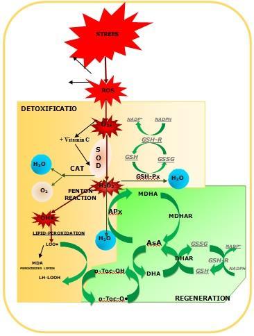 ANTIOXIDÁNS HATÁS Dobránszki J, Asbóth G, Homoki D, Bíró-Molnár P, Teixeira da Silva JA, Remenyik J Ultrasonication of in vitro potato single node explants: Activation and recovery of antioxidant