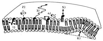 Par contre, seule la diffusion inélastique cohérente de neutrons ou la diffusion inélastique de rayons x peuvent permettre d élucider les excitations collectives, par exemple, les fluctuations de