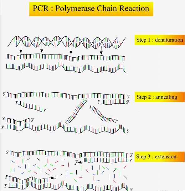 A PCR (POLYMERASE CHAIN REACTION, POLIMERÁZ LÁNCREAKCIÓ) Denaturáció: