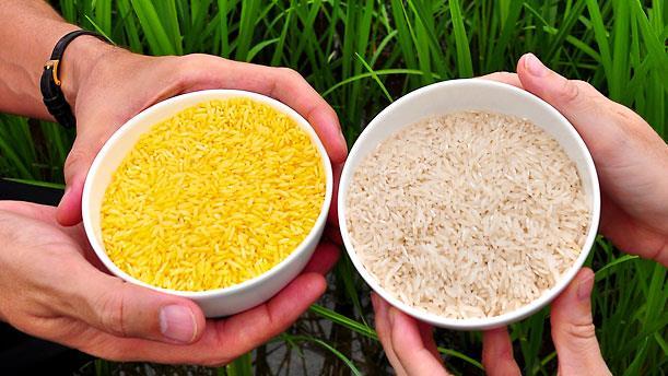 GENETIKAI MÓDOSÍTÁSSAL ELŐÁLLÍTOTT NÖVÉNYEK, ÁLLATOK Aranyrizs (Golden rice)