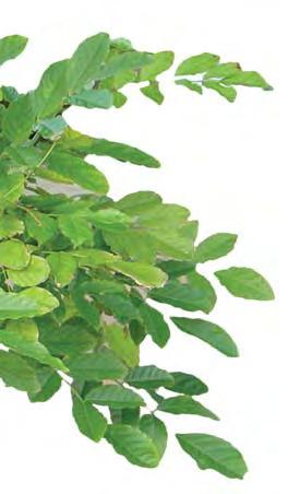 Der Entwurf ist geistiges Eigentum des Planverfassers und urheberrechtlich geschützt. Vervielfältigung und Weitergabe an Dritte erfolgt nur mit ausdrücklicher Genehmigung des Planverfassers.