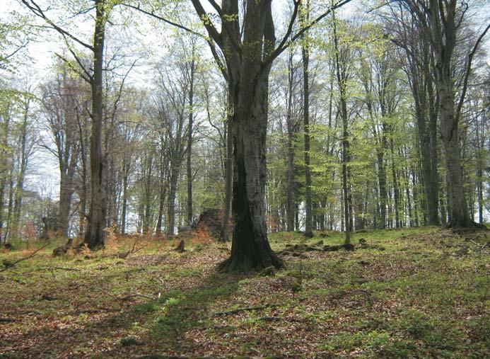 erdõmérnök, erdõmûvelési mûszaki vezetõ, Barót Magánerdészet Jellegzetes háromszéki erdõtáj Háromszék mészkerülõ bükkös Ennek célja, hogy az erdõ a régió gazdasági tartópillérévé váljon és a