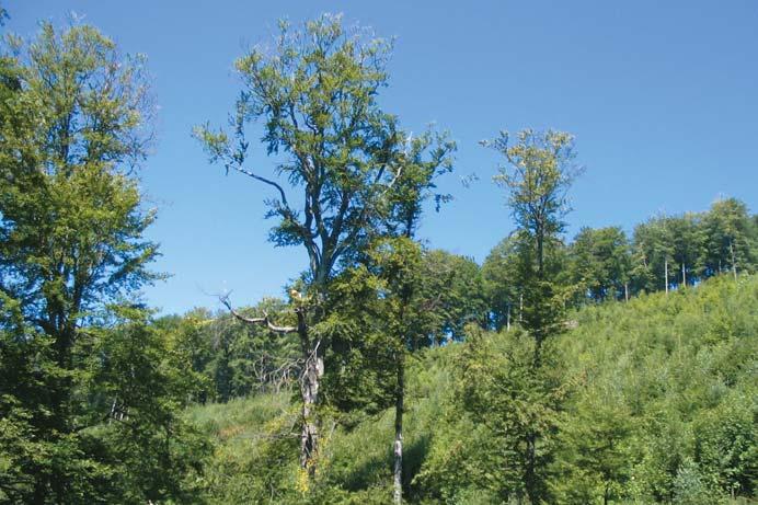 Ezek az állami erdõk fele-fele arányban, tûlevelû (fõleg luc) és lombhullató (fõleg bükk) állnak.