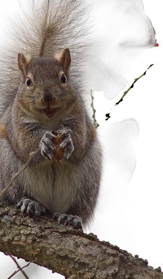 Stílszerűen mi mást csemegézhetne egy amerikai mókus, mint amerikai földimogyorót?