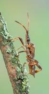 gyakori gyapjasollós rák Eriocheir sinensis van, alkalmi zöld cifrarák Orconectes virilis nincs kaliforniai vörösrák Procambarus clarkii nincs márványrák Procambarus sp.