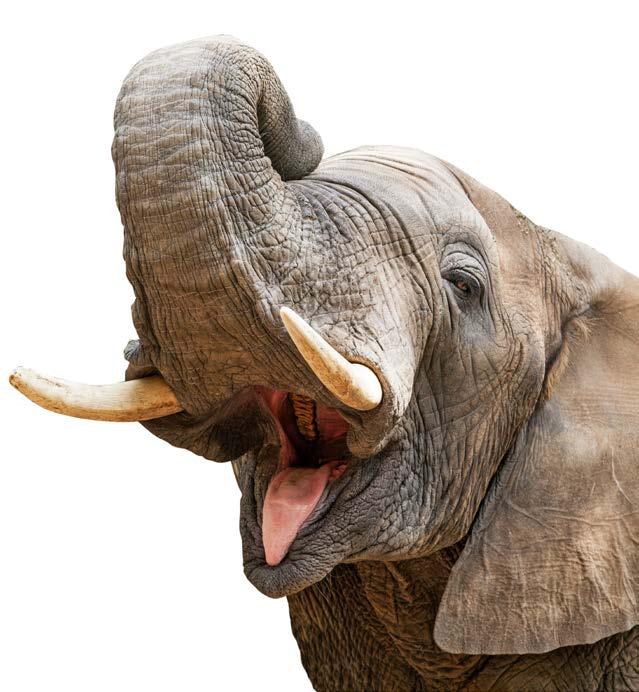 VIRÁGZÓ ÜZLETÁG Számos időnként egymásnak ellentmondó adatot ismerünk a legnagyobb elefántagyarak méretéről. Ez nyilván azért lehet így, mert az efféle trófeák vadászbüszkeség tárgyai is.
