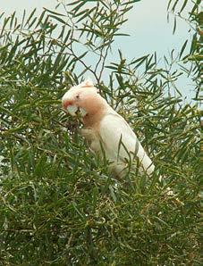 AZ inkakakadu (Cacatua leadbeateri) magyar elnevezése a német név tükörfordítása, s a feltűnő, sok színben pompázó tollbóbitára utal.