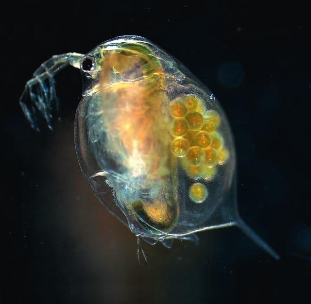 Ekkor az egyedek igyekeznek felmérni a közösség egyedsűrűségét, ezt nevezzük kvórumérzékelésnek (quorum sensing).