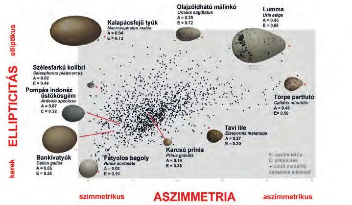 A vizsgált 1400 madárfaj tojásainak alaki jellegzetességei (FORRÁS: STODDARD ÉS MTSAI. 2017) forma a kevesebb kalciumot fogyasztó madarakhoz is köthető.