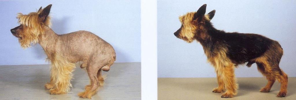 Alopecia-X