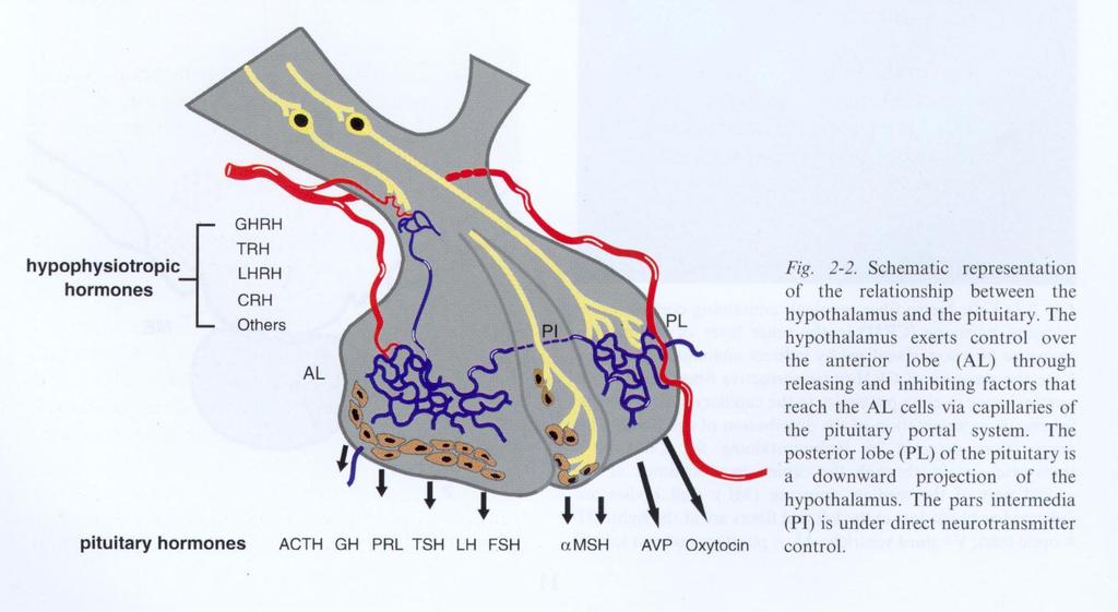 A hypothalamus és a hypophysis kapcsolata Forrás: