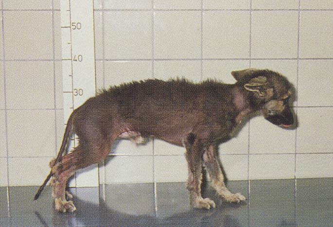 Hyposomatotropismus