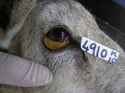 és/vagy haemoglobinuria 4 hónapos bárány, Cutoxikózis plazma Br:
