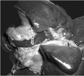 Adults of Dirofilaria immitis within the opened right ventricular cavity, partially embedded into a blood clot (arrows).