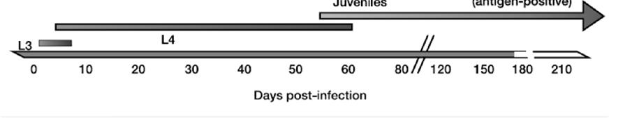 Gyógykezelés Timeline of D immitis development, showing periods of susceptibility to macrocyclic lactones and melarsomine.