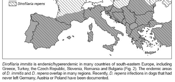 A Dirofilaria immitis és a Dirofilaria repens