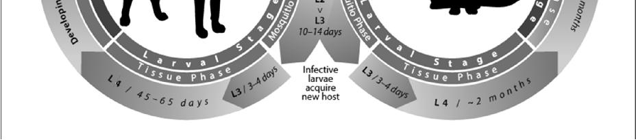 fázis L1-L3: szúnyog fázis Az L3 lárvák