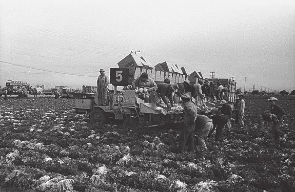 9. ábra: Saláta-betakarító gép és személyzete munkában, Salinas-völgy, 1956.