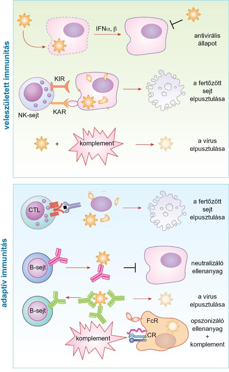 17.6. ábra A vírusfertőzés gátlása és a fertőzött sejtek