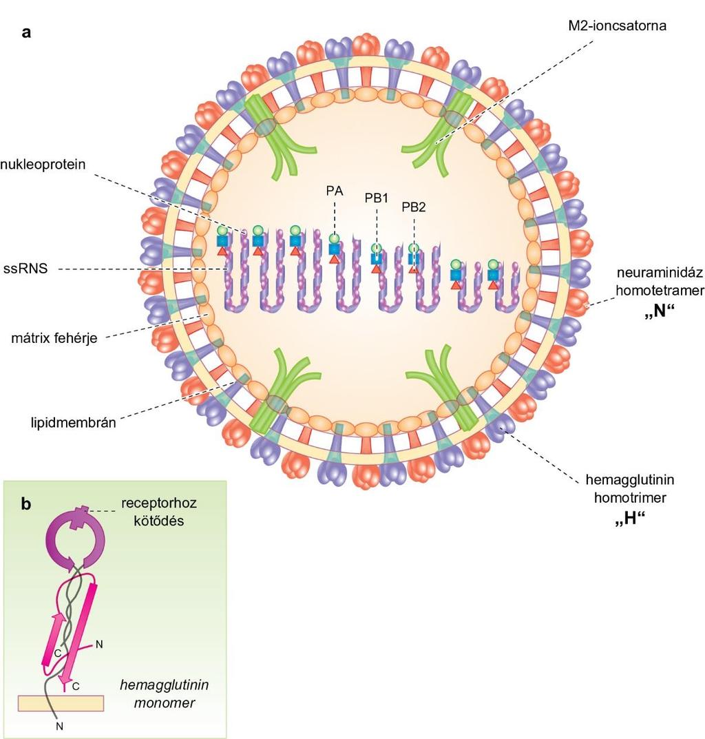 17.8. ábra Az influenzavírus szerkezete A-, B-, C-, D variánsok, nukleoproteinek és mátrix fehérjék alapján különíthetők el RNS-polinerázok PA, PB1, PB2 M1 A virális glikoproteinről és a gazdasejt