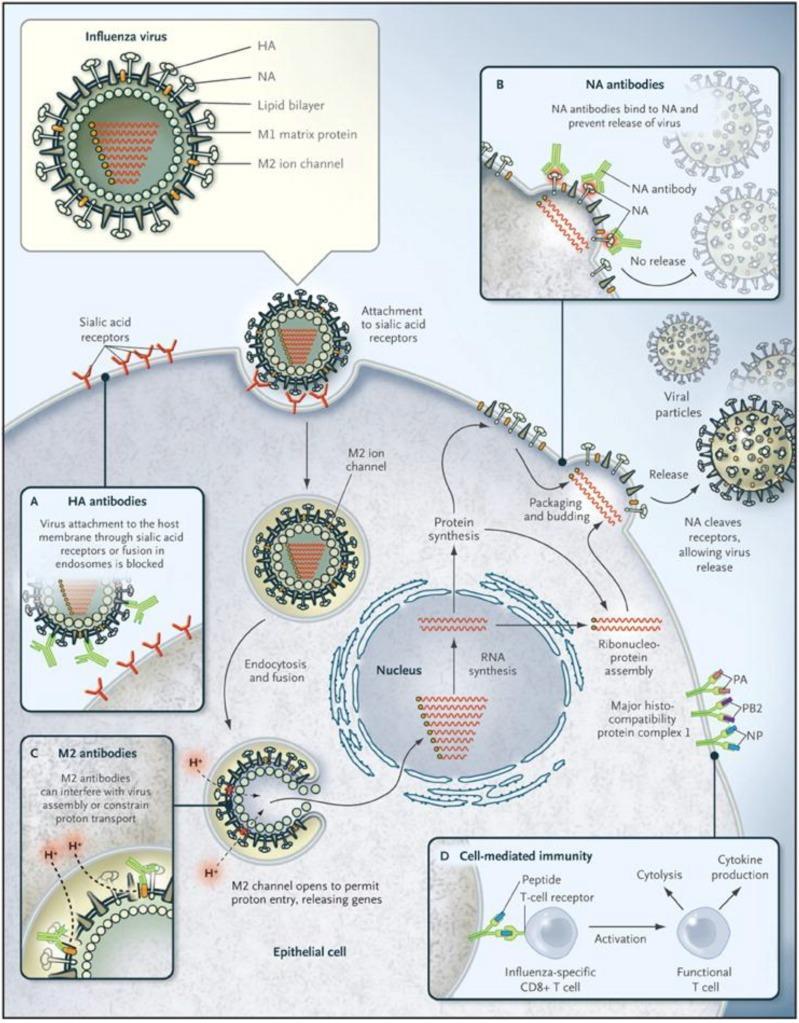 Influenza virus infection cycle Influenza viruses are divided into subtypes; A, B, C and D, based on different nucleoand matrix-protein.