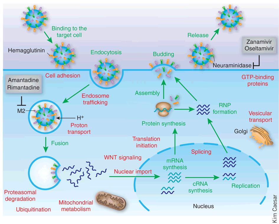 Influenza virus infection cycle Infection begins with the binding of hemagglutinin (HA) proteins to receptor molecules on the cell surface.