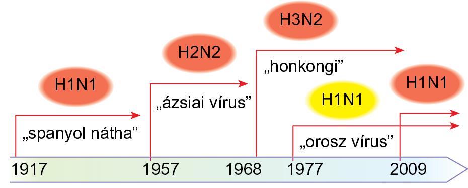 17.1. ábra Az influenza A vírus járványt, ill.