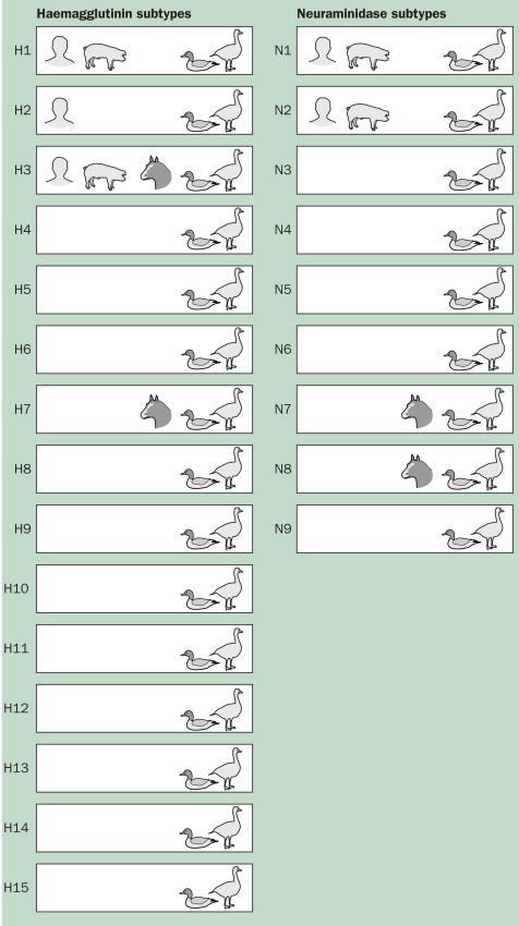 Influenza-A altípusai - Ember és állat is fertőződik - Vírus antigének folyamatosan változnak: H (18) és N (11) - Madarak (vad-,