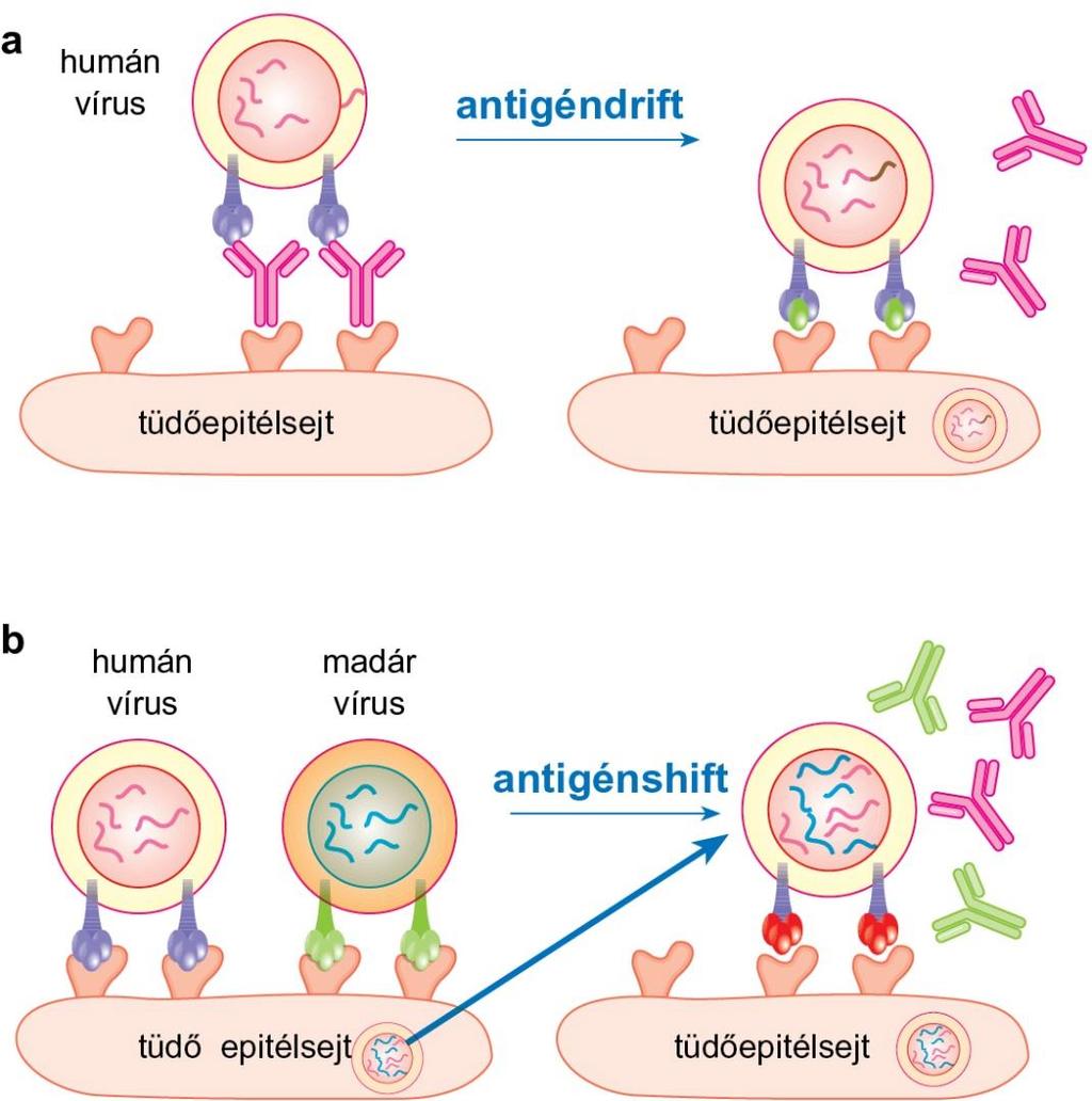 17.9. ábra Influenzavírus felszíni antigének változásának mechanizmusa az antigén-drift és az antigén-shift Antigéndrift - H és N pontmutációk - Neutralizáló ellenanyag nem ismeri