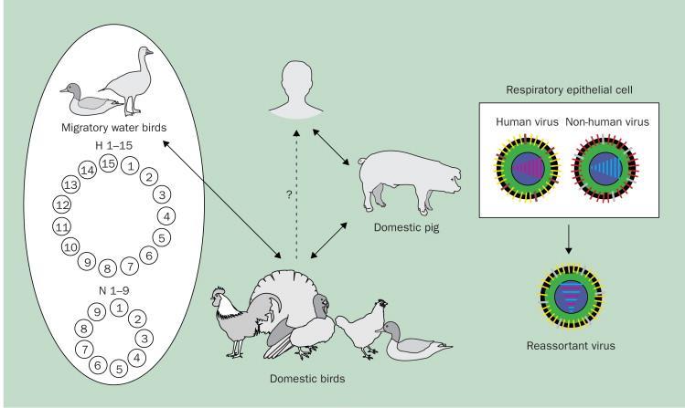 Influenza and antigenic shift Antigenic shift can arise when genes encoding at least the haemagglutinin surface glycoprotein are introduced into people, by direct transmission