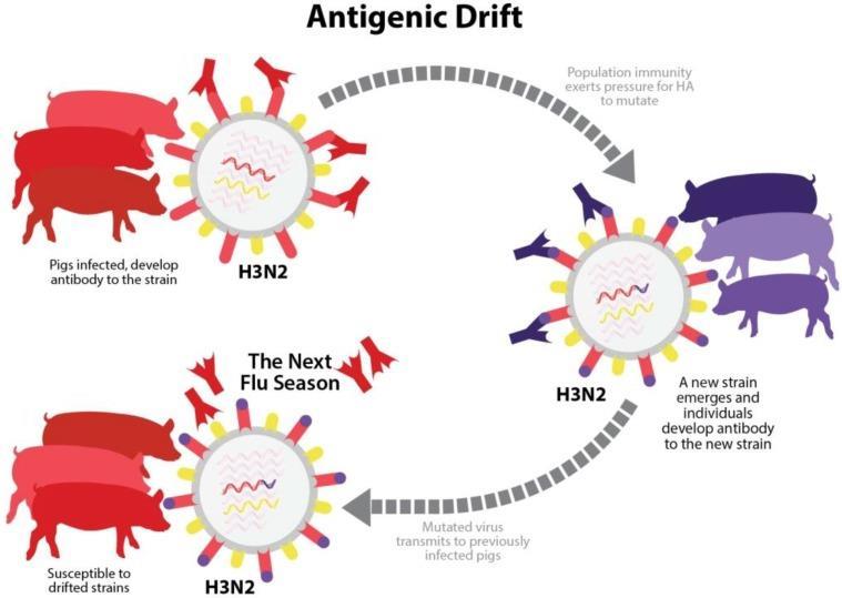 Random mutations in HA and NA genes of an influenza-a virus in swine strain may cause significant changes in antigenic properties.