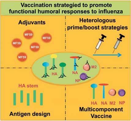 All of the licensed, conventional Fluvaccines contain inactivated (killed) virus. Each strain of virus is cultivated in eggs or cell culture and inactivated with chemical agents, such as formaldehyde.