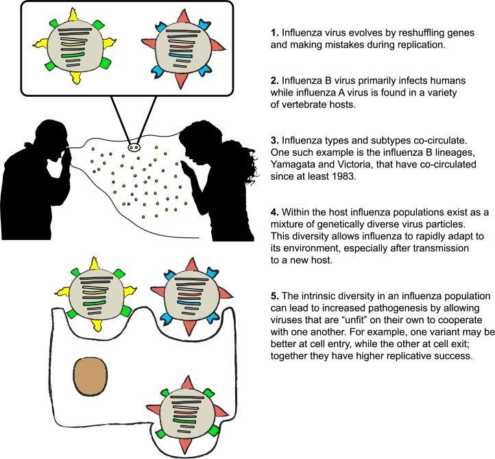 5 key facts about Influenza virus