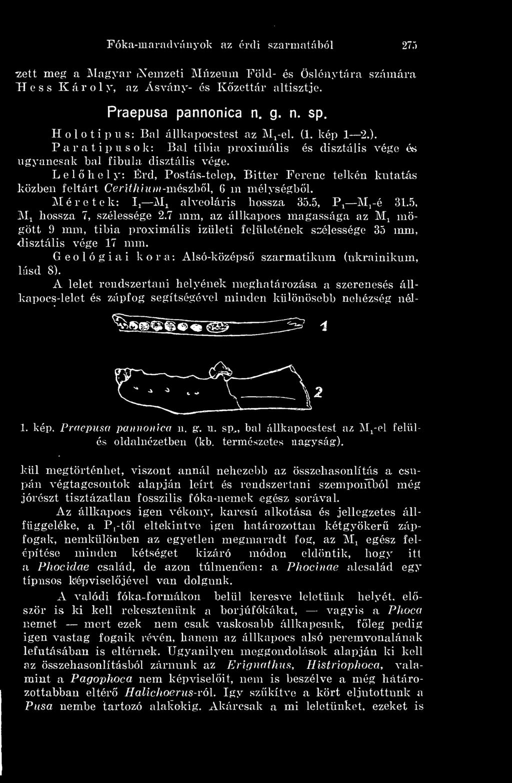 Geológiai kora: Alsó-középs szarmatikum (ukrainikum, lásd 8) Ȧ lelet rendszertani helyének meghatározása a szerencsés állkapocs-lelet és ztápfog segítségével minden különösebb nehézség nél- 1. kép.