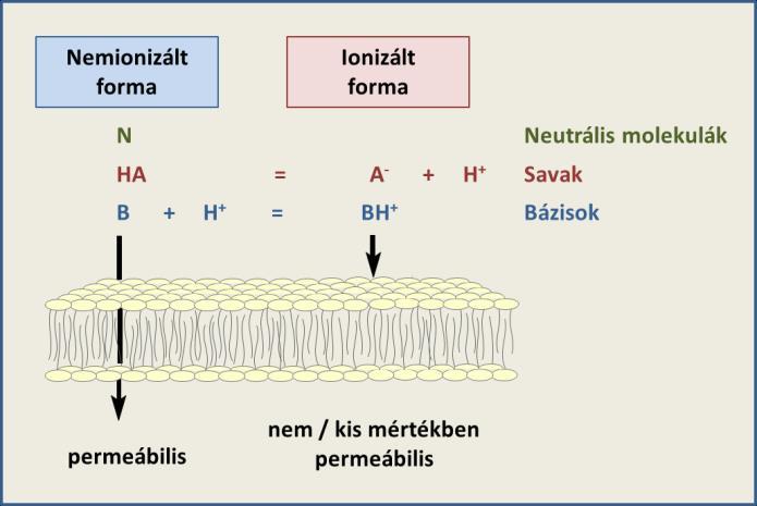 A gyógyszervegyületek fizikai-kémiai jellemzői. Lipofilitás és megoszlási hányados. X-2. ábra: A ph-megoszlás hipotézis.