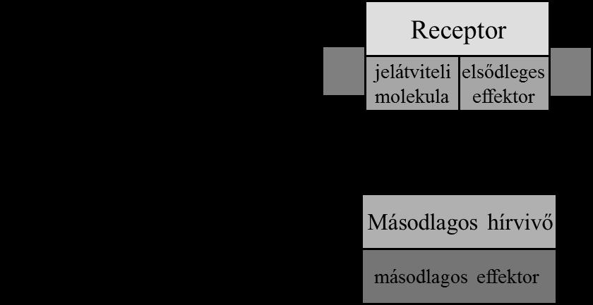 Receptorok, mint gyógyszercélpontok II Receptorok, mint gyógyszercélpontok A receptorok az élővilág jelfelismerésre és továbbításra specializálódott makromolekulái.