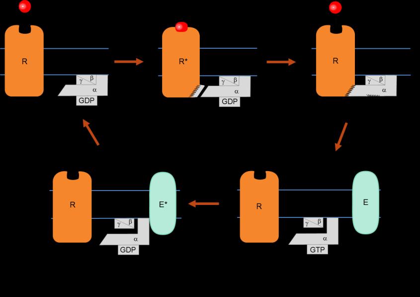 asszociálódik. Végül a GTP-t a G α hidrolizálja és az inaktív G α újból asszociálódik a G βγ -7-TM receptor komplexhez.