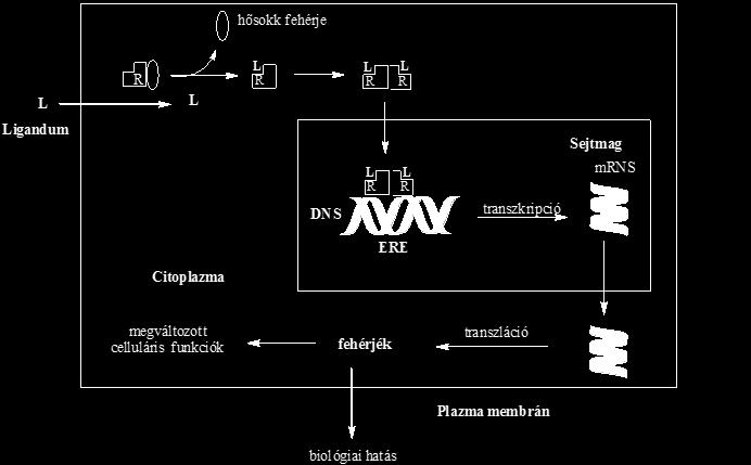 II-6. ábra: Az ösztrogén receptor működési ciklusa. A II.