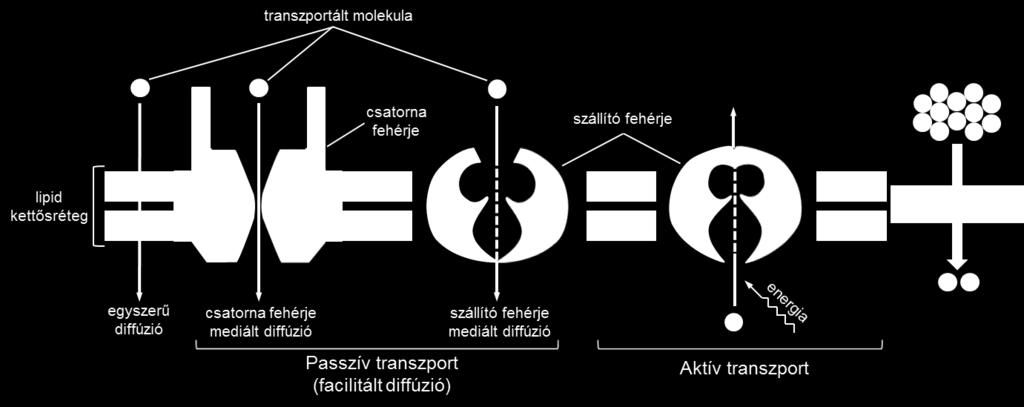 A membránba ágyazott fehérjék nem-kovalens kölcsönhatást alakítanak ki a transzportálandó anyaggal és a fehérje konformációváltozásának révén lehető válik annak intracelluláris transzlokációja.