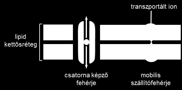 IV.4.1 Ionofórok A felsorolt természetes csatornákon kívül ismeretesek olyan testidegen hidrofób molekulák (ionofórok) melyek képesek beintegrálódni a sejtmembránok lipid kettősrétegébe és megnövelni