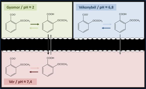 pk a = 3,4 ph vér = 7,4 pk a = ph + log HA [A - ] pk a - ph = log HA [A - ] 3,4-7,4 = -4 = log HA HA [A - ] = 0,0001 [A - ] = log 0,0001 vagyis A - mennyisége a vérben 10.000-szerese HA mennyiségének.