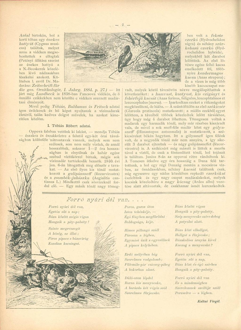 Antal birtokán, hol a kerti tóban egy énekes hattyút (Cygnus musicus) találtak, melyet azon a vidéken megsebesítettek s elfogtak (Petényi állítása szerint az énekes hattyú a a N.